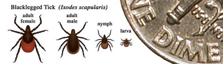 Illustration for article titled Did You Know Getting Bit By A Tick Could Paralyze Your Face?